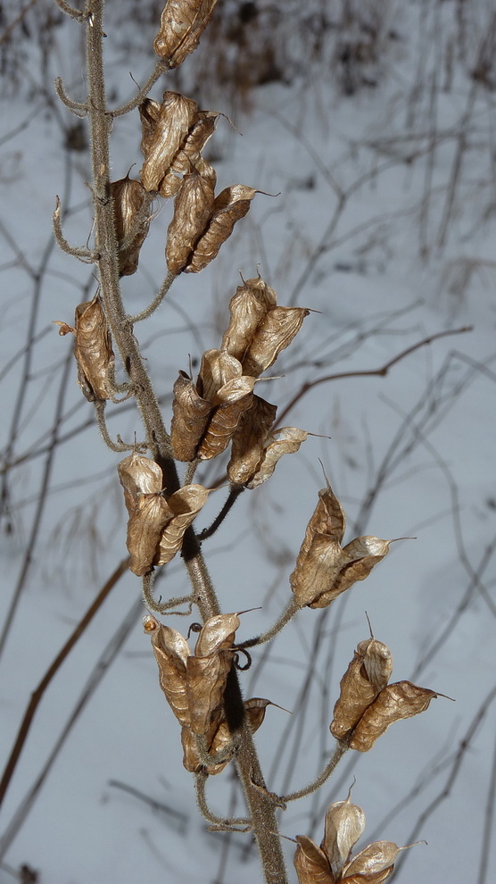 Image of genus Aconitum specimen.