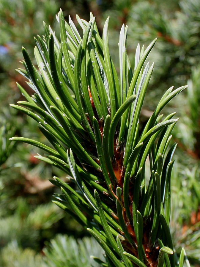 Image of Pinus aristata specimen.