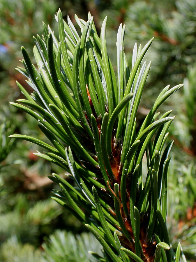 Изображение особи Pinus aristata.