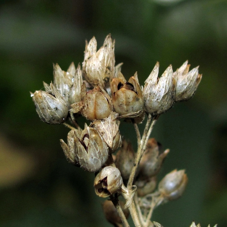 Image of Polemonium caeruleum specimen.