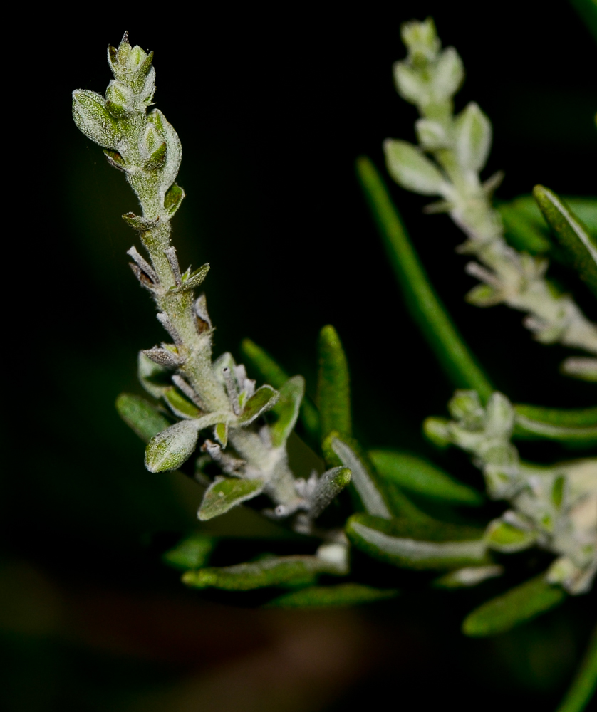 Image of Rosmarinus officinalis specimen.