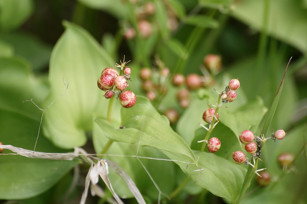 Image of Maianthemum dilatatum specimen.