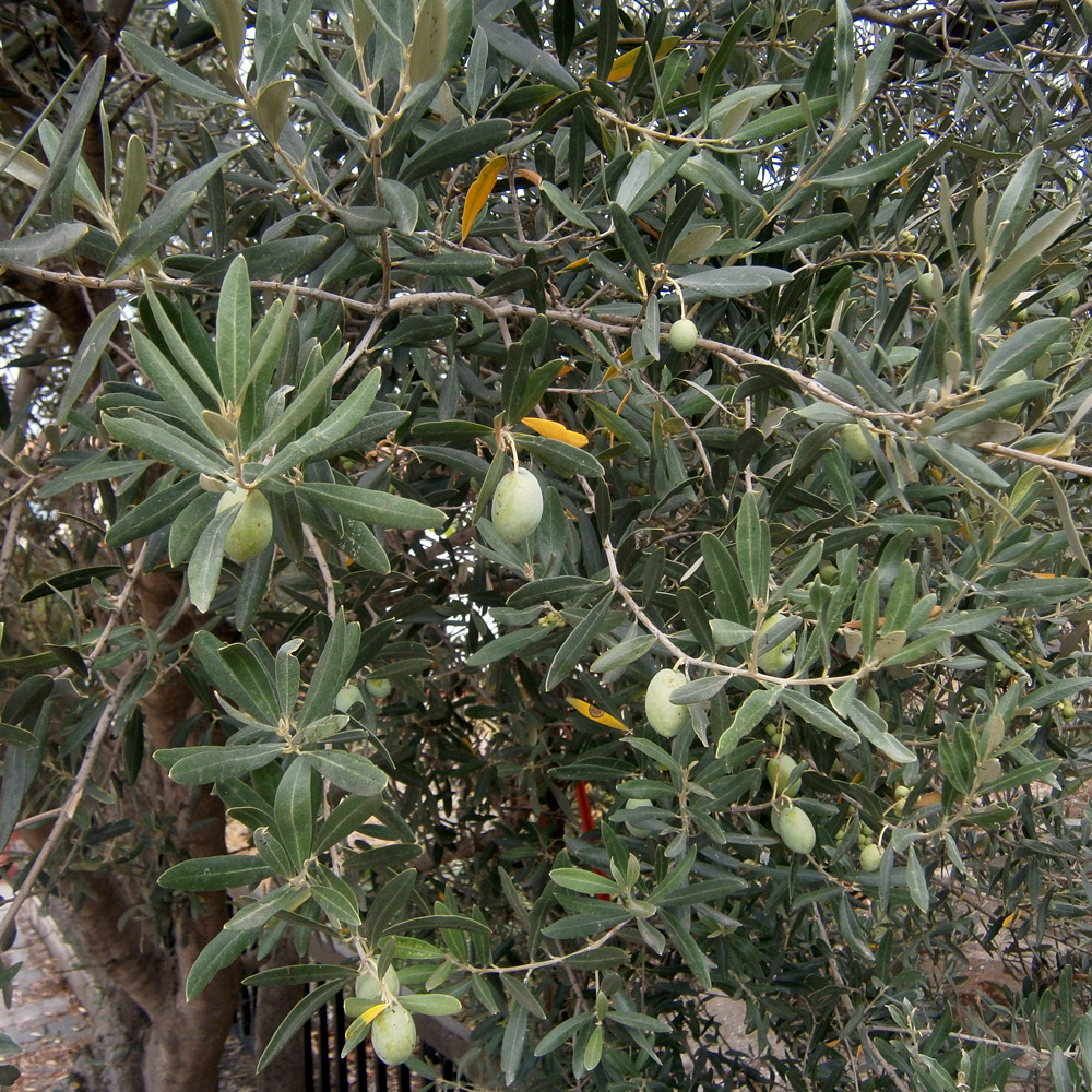 Image of Olea europaea specimen.