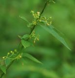 Image of taxon representative. Author is Марина Скотникова