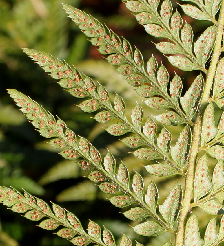 Изображение особи Polystichum setiferum.