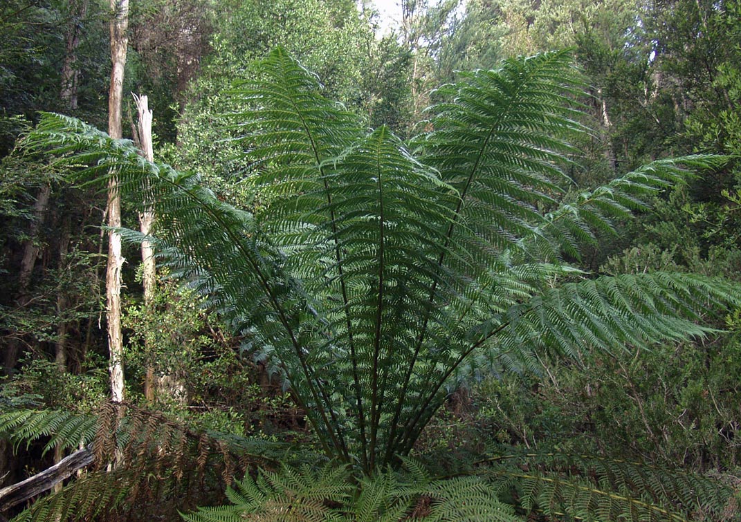 Image of Dicksonia antarctica specimen.