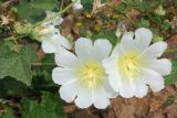 Alcea nudiflora. Цветки с осыпающейся пыльцой. Восточно-Казахстанская обл., Глубоковский р-н, окр. с. Бобровка. 31.07.2012.