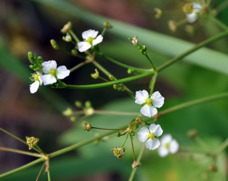 Изображение особи Alisma plantago-aquatica.