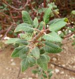 familia Burseraceae