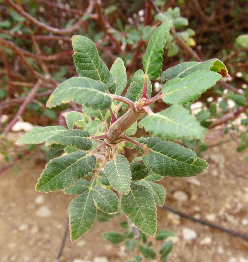 Изображение особи семейство Burseraceae.