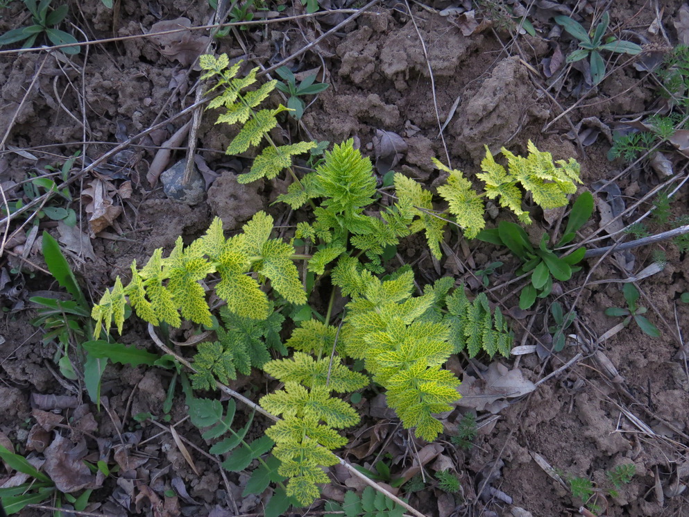 Image of Pastinaca sativa specimen.