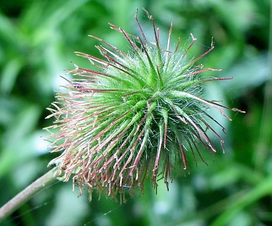 Image of Geum aleppicum specimen.