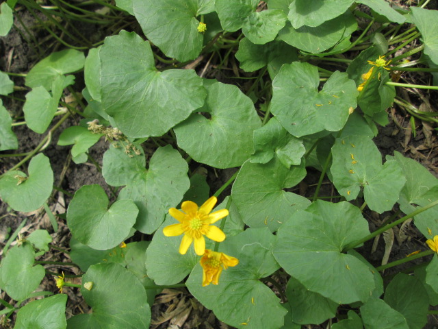 Image of Ficaria verna specimen.