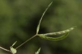 Image of taxon representative. Author is Сергей Свирин