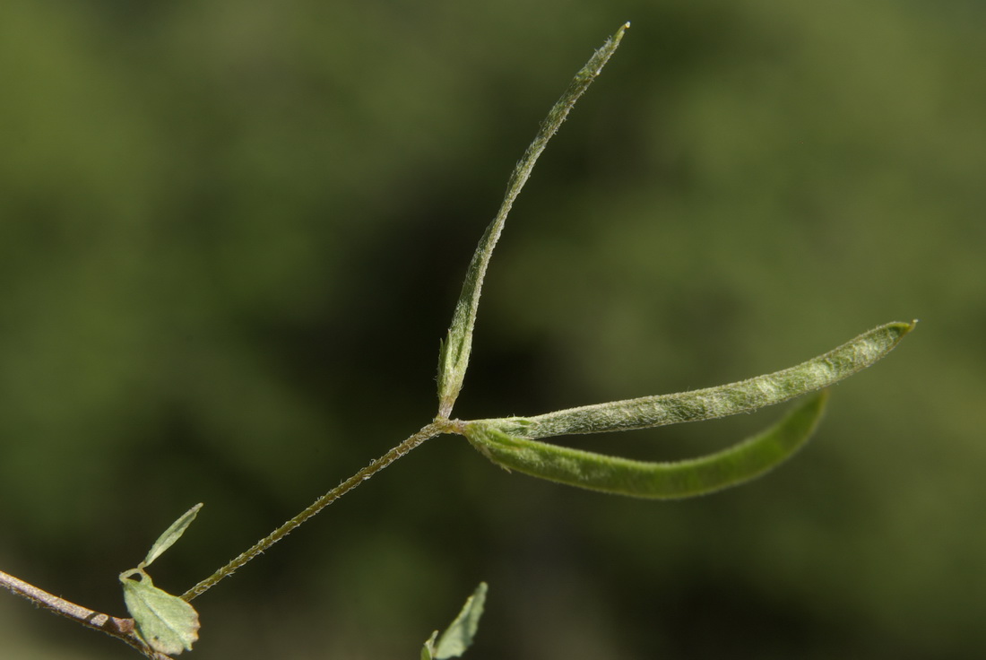 Image of Trigonella striata specimen.