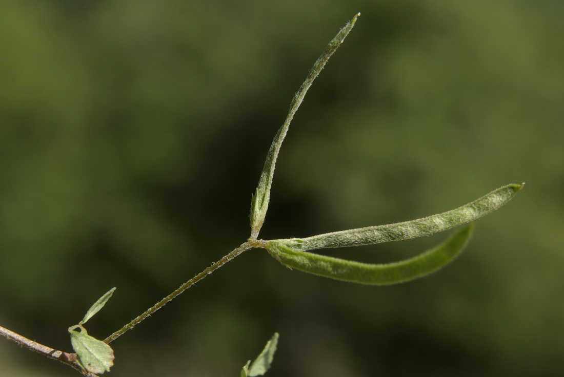 Изображение особи Trigonella striata.