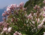 Asperula cretacea