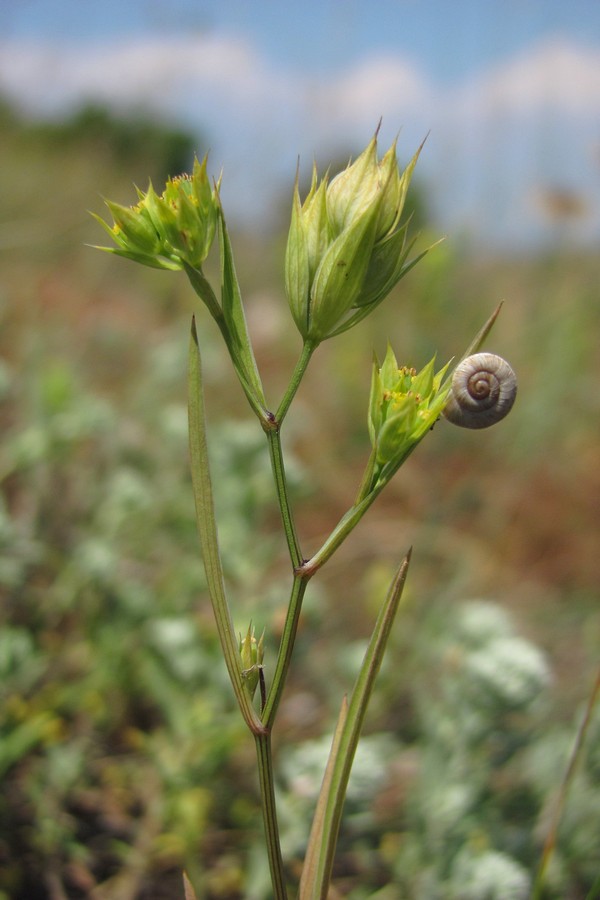 Image of Bupleurum baldense specimen.