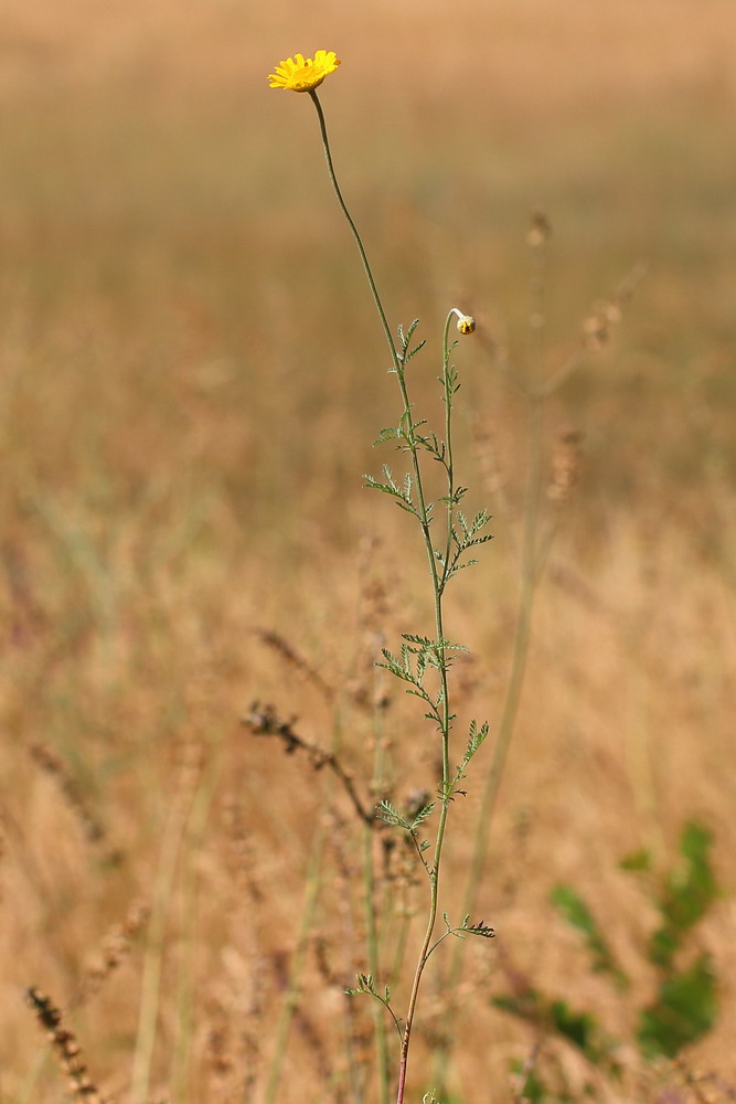 Image of Anthemis tinctoria specimen.