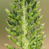 Achillea setacea. Часть листа. Ростовская обл., Неклиновский р-н, Николаевское с/п, балка. 19.06.2014.