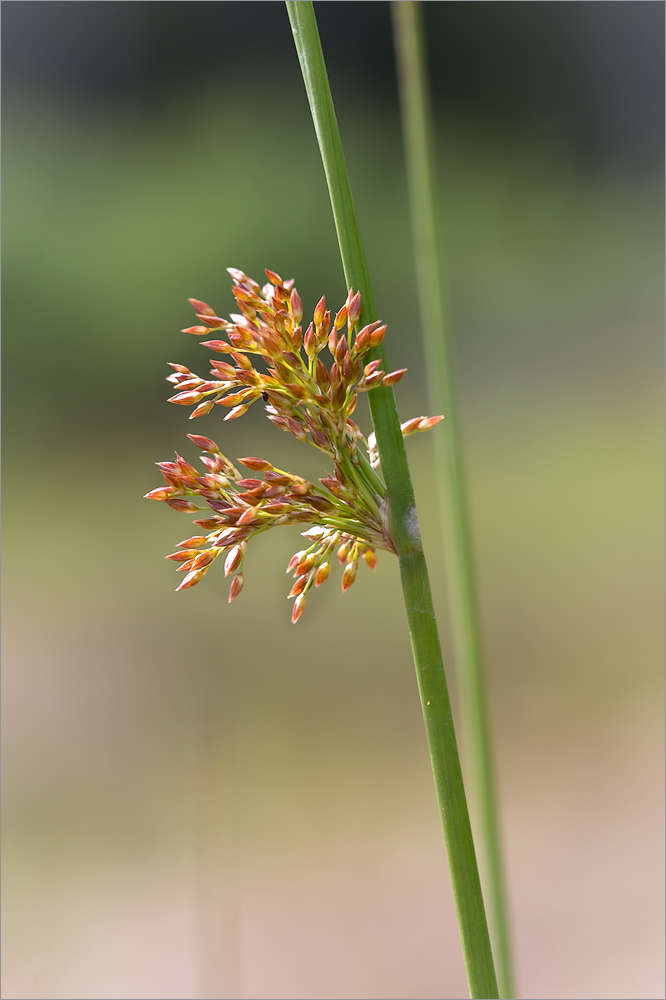 Изображение особи Juncus effusus.