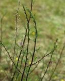 Artemisia campestris