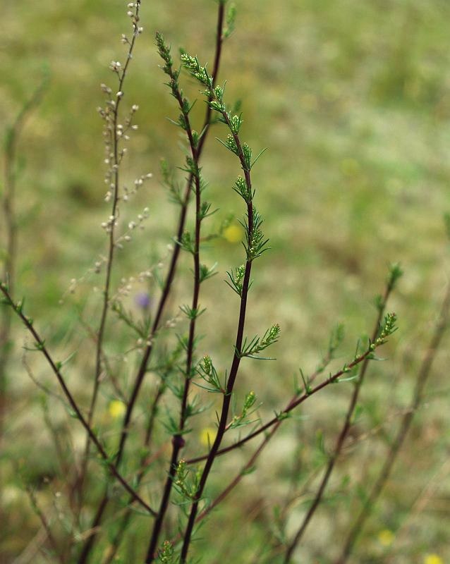 Изображение особи Artemisia campestris.