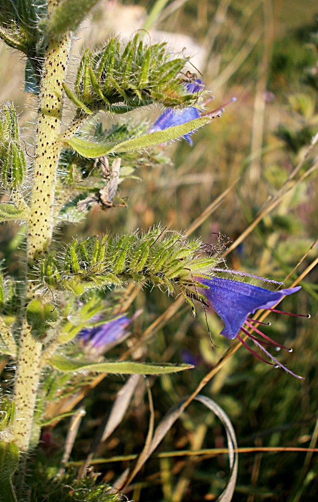 Image of Echium vulgare specimen.