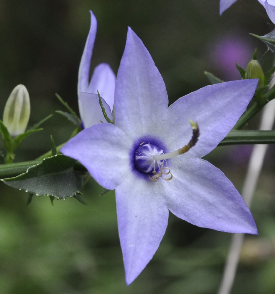 Изображение особи Campanula versicolor.