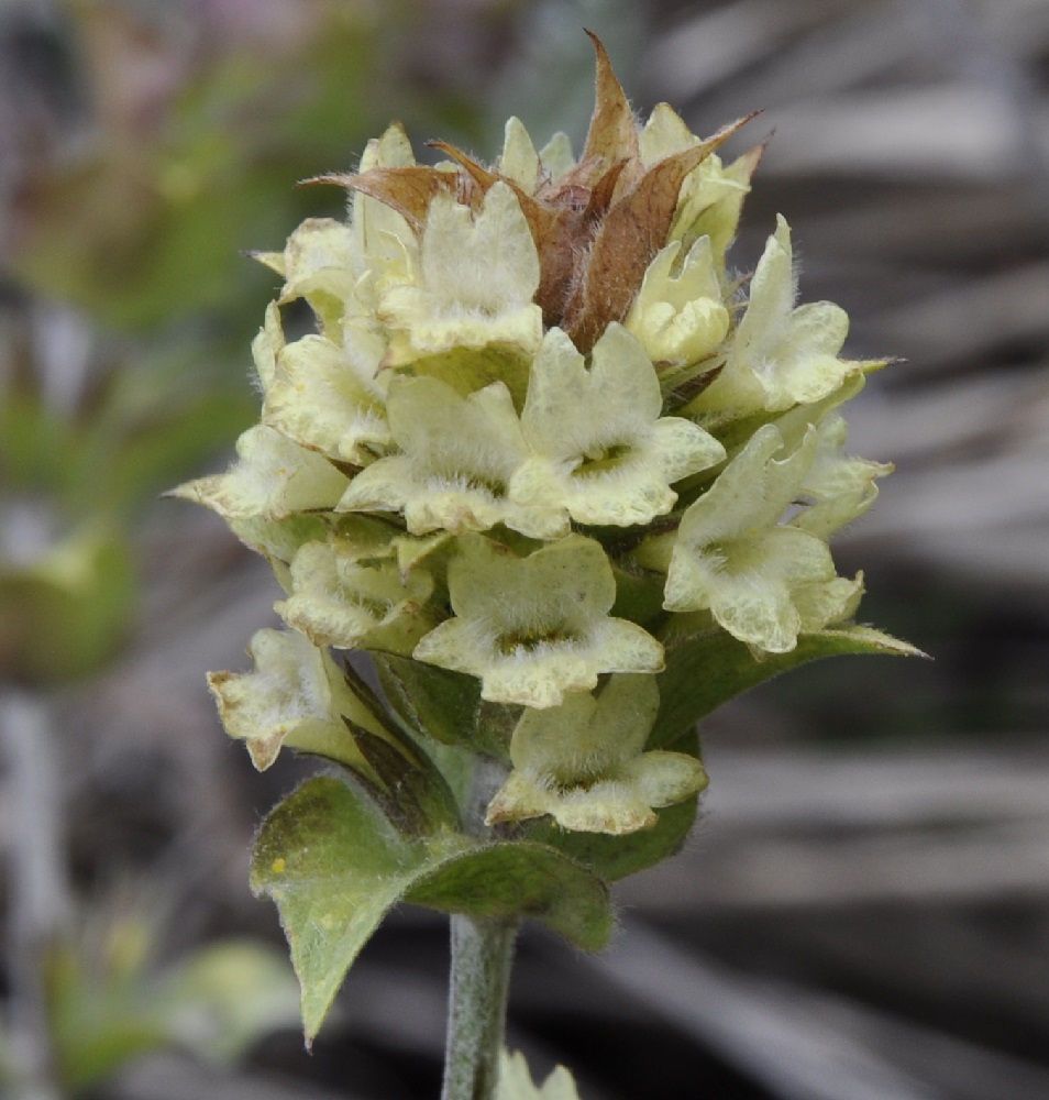 Image of Sideritis scardica specimen.