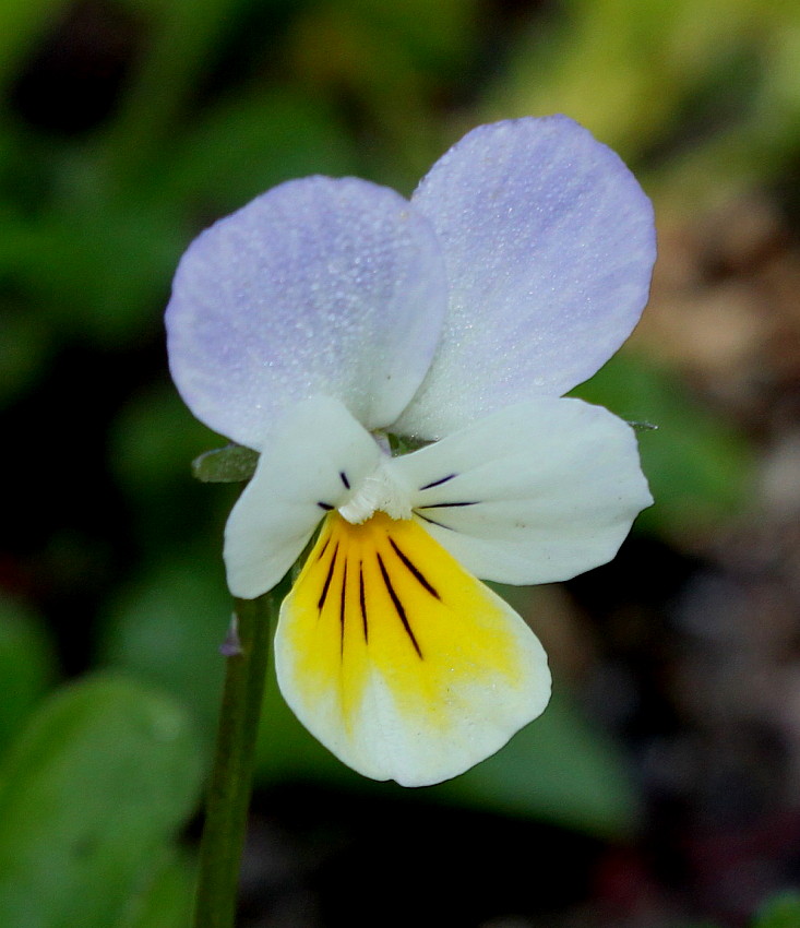 Изображение особи Viola tricolor.