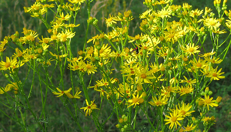 Изображение особи Senecio jacobaea.