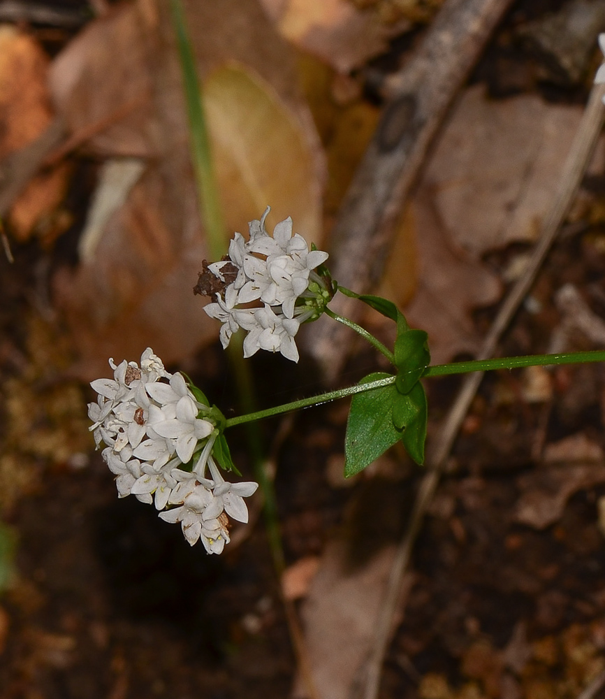 Изображение особи Asperula libanotica.