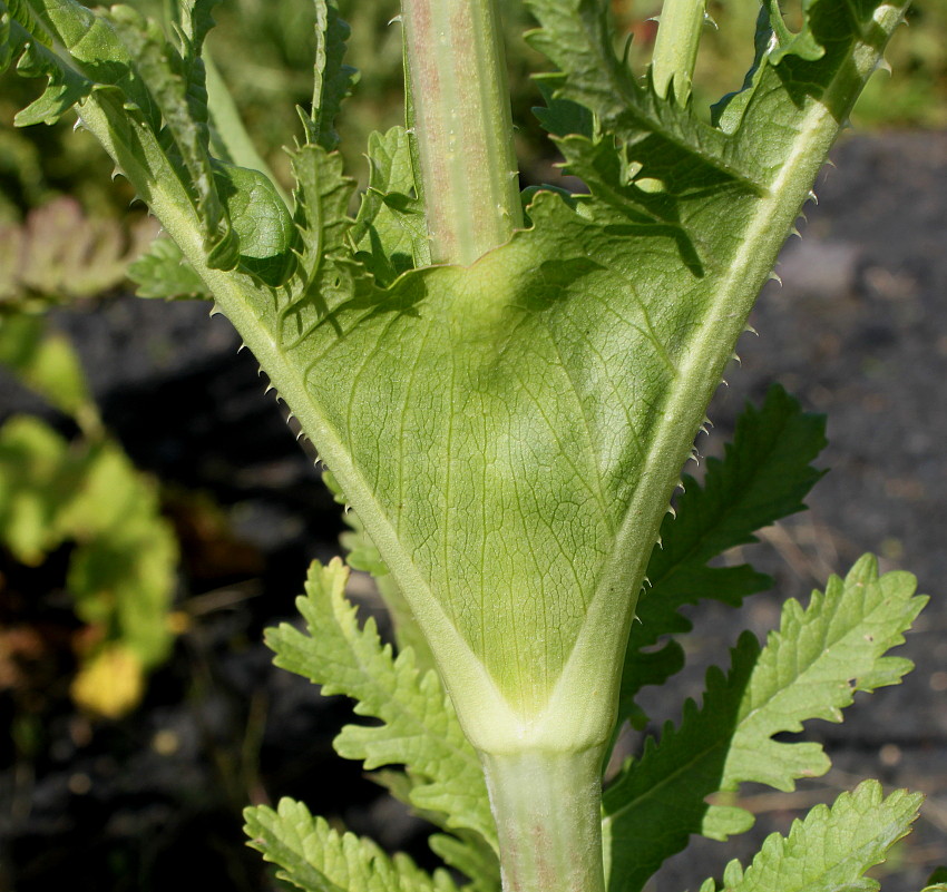 Изображение особи Dipsacus laciniatus.