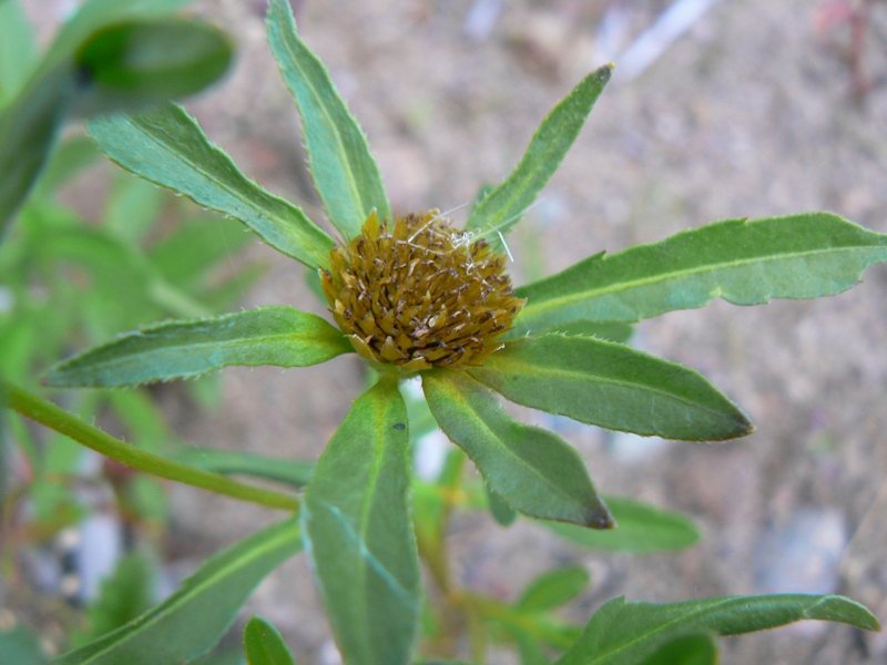 Изображение особи Bidens radiata.