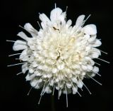 Scabiosa sosnowskyi. Соцветие. Республика Абхазия, Новый Афон, опушка зарослей на склоне горы. Август 2014 г.