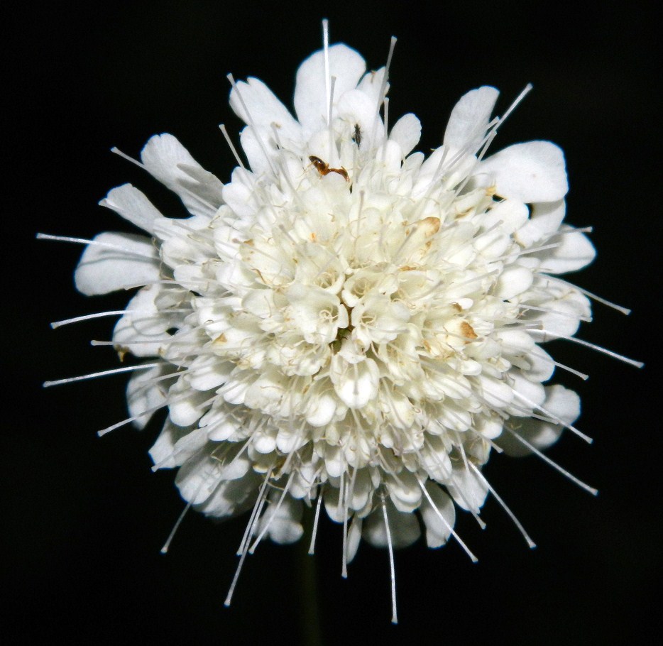 Изображение особи Scabiosa sosnowskyi.