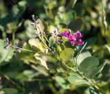 Lespedeza bicolor. Верхушка растения с соцветиями. Амурская обл., г. Благовещенск, пустырь. 27.09.2014.