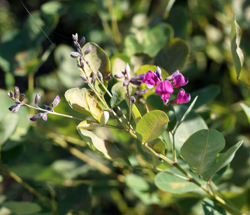 Image of Lespedeza bicolor specimen.