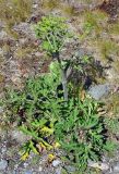 Heracleum sibiricum. Расцветающее растение. Соловецкие острова, остров Большой Заяцкий. 07.07.2014.