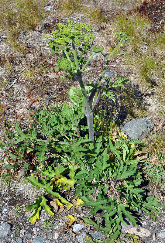 Image of Heracleum sibiricum specimen.