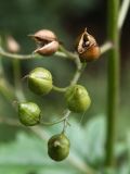 Scrophularia nodosa. Плоды разной степени зрелости. Старый Петергоф, конец сентября.