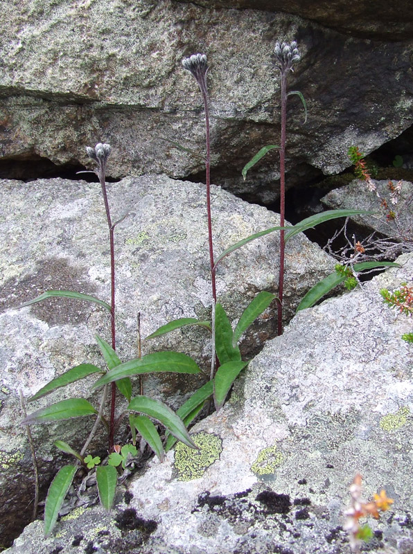 Image of Saussurea alpina specimen.