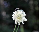 Cephalaria gigantea