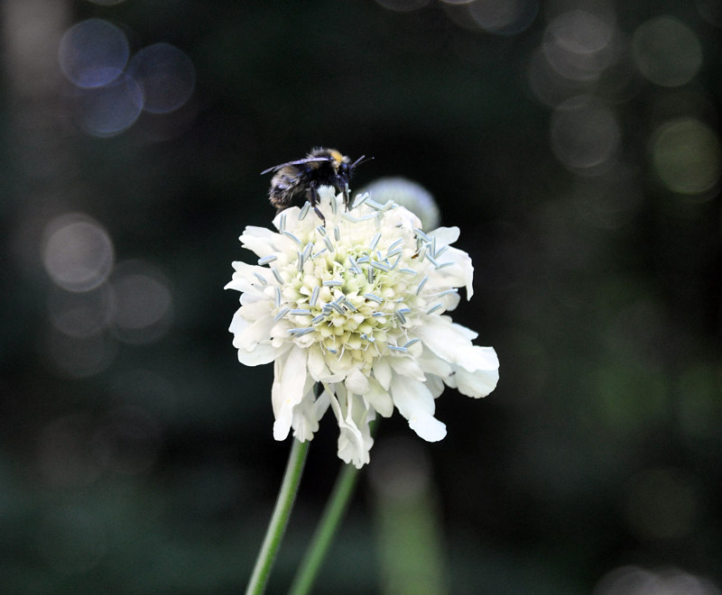 Image of Cephalaria gigantea specimen.