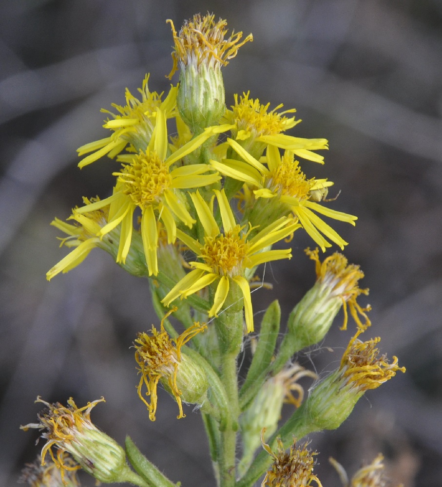 Image of Dittrichia viscosa specimen.