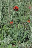 Papaver laevigatum