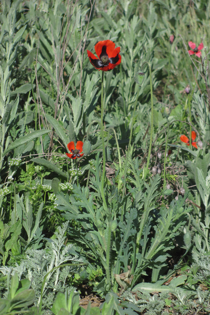 Изображение особи Papaver laevigatum.