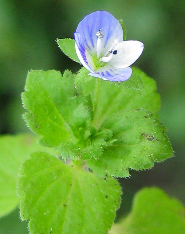 Image of Veronica persica specimen.
