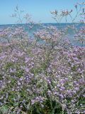 Limonium scoparium